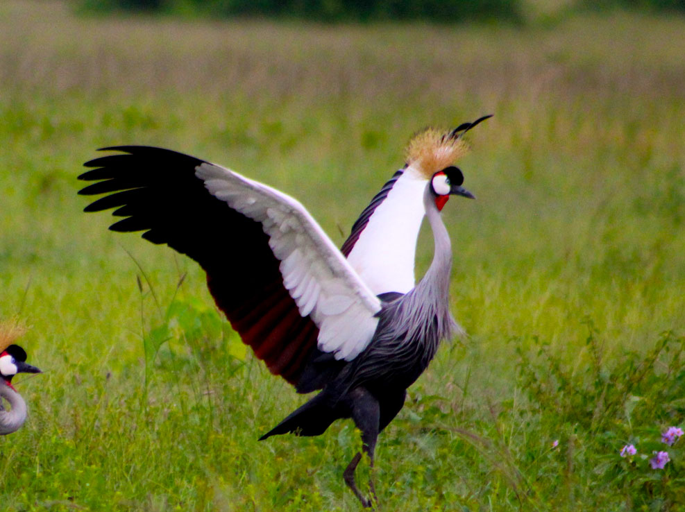 grey-crowned-crane